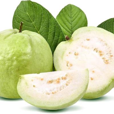 GUAVA WHITE