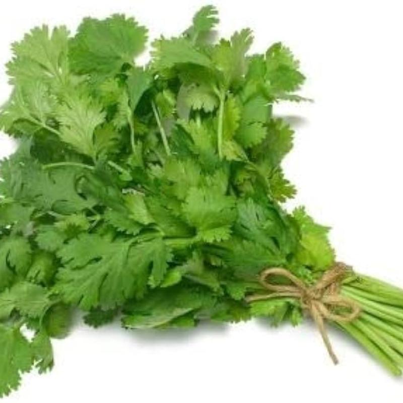 Coriander