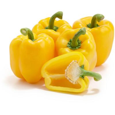 CAPSICUM YELLOW