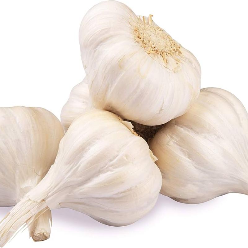 GARLIC