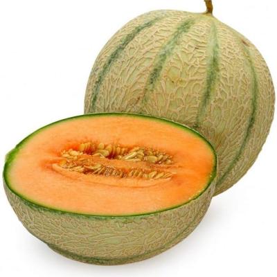 MUSK MELON