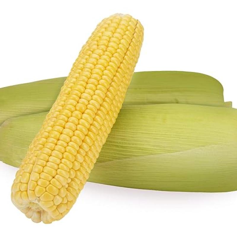 SWEET CORN