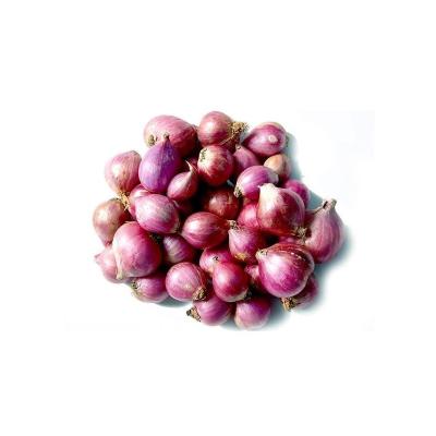 SAMBAR ONION